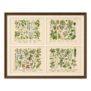 M. Fünfstück, Wildflowers & Medicinal Plants, 1890s, Chromolithograph, Set of 4 For Sale