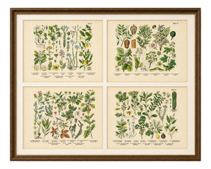 M. Fünfstück, Wildflowers & Medicinal Plants, 1890s, Chromolithograph, Set of 4