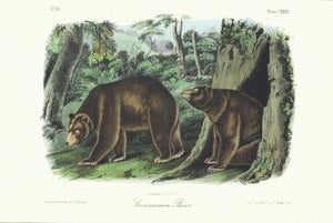 1854 Audubon Quadruped Octavo Lithograph "Plate 127 Cinnamon Bear"