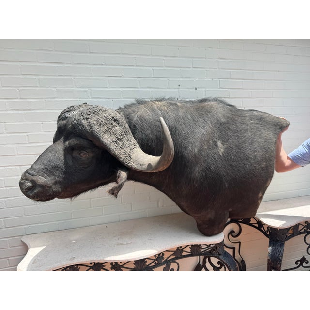 Late 20th Century Cape Buffalo From Africa Custom Wall Mount Taxidermy For Sale - Image 12 of 12