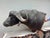 Late 20th Century Cape Buffalo From Africa Custom Wall Mount Taxidermy For Sale - Image 12 of 12