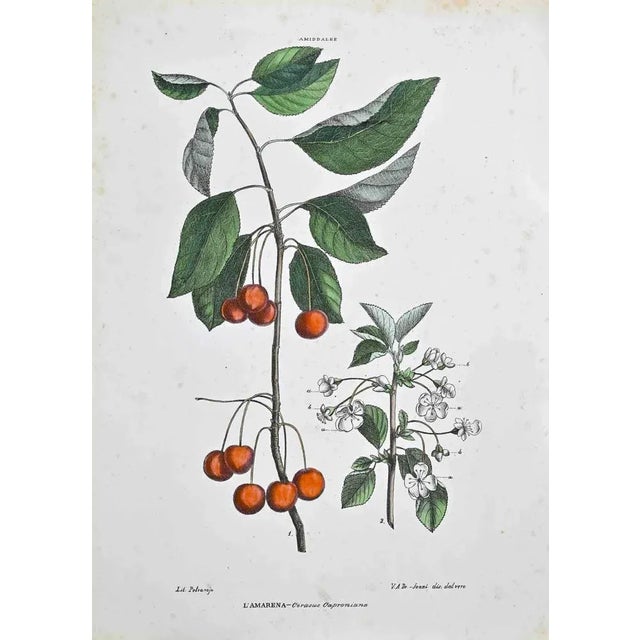 Lithograph hand watercolored. Plate from "Atlante di Botanica popolare ossia Illustrazione di Piante Notevoli di ogni...