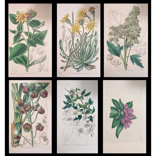 A charming and finely detailed set of six 19th century English botanical engravings, beautifully hand-colored and...