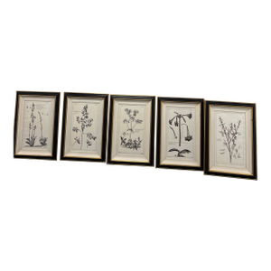 Antique Botanical Framed Prints by Madame Pinard