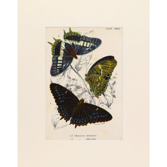 19th Century chromolithograph published 1894-97, London for "Lloyds's Natural History. " Edited by R. Bowdler Sharpe, W....