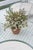 These small terracotta pots were sourced on our travels through the French countryside, each one worn soft by decades of...