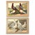 1906 Pair of Antique Fancy Pigeon Prints by Emil Schachtzabel, Archivally Matted For Sale - Image 4 of 6