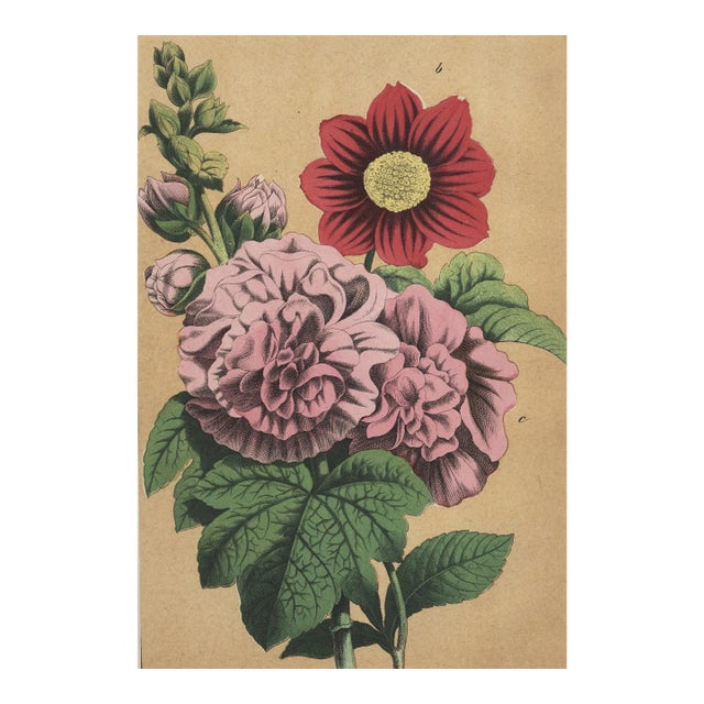 1860s French Botanical Lithograph- Peony, Aster, Documentation, Matted For Sale