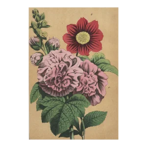 1860s French Botanical Lithograph- Peony, Aster, Documentation, Matted