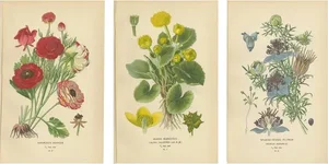 Edward Step, Victorian Botanical Selection, 1896, Paper, Set of 3