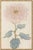 Blush Mum by Hasegawa, Vintage Japanese Botanical Art Print, 36" X 54" For Sale In Buffalo - Image 6 of 9