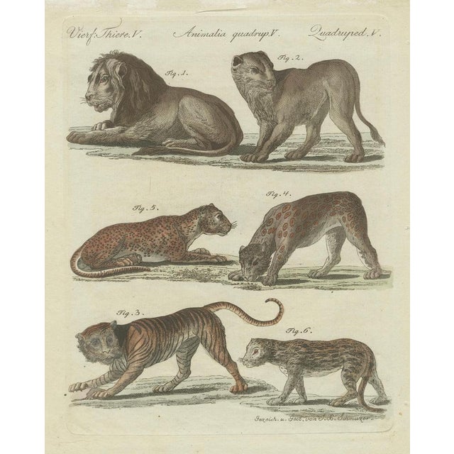 Bertuch, Lions, Tigers & Spotted Cats, Print, 1790 For Sale - Image 9 of 9