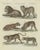 Bertuch, Lions, Tigers & Spotted Cats, Print, 1790 For Sale - Image 9 of 9