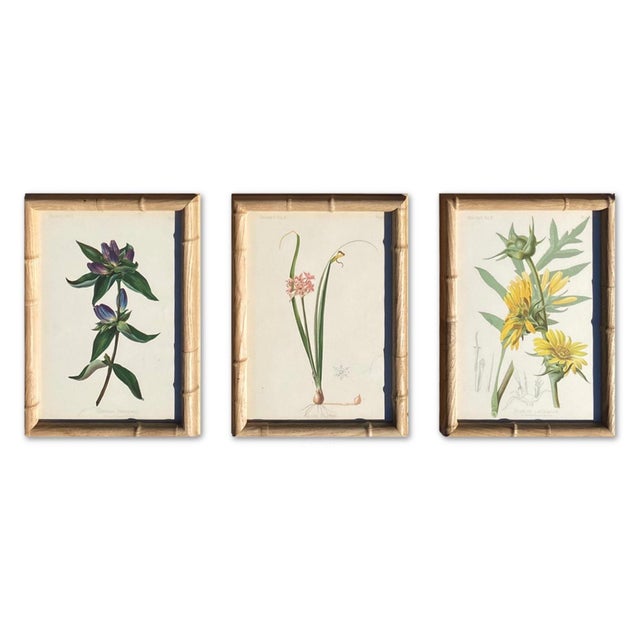 Framed Antique Chromolithographs Set of 7 From "Wild Flowers of America", Series II Volume Ii, L. Prang & Co., Boston (C. 1879) For Sale In Los Angeles - Image 6 of 18