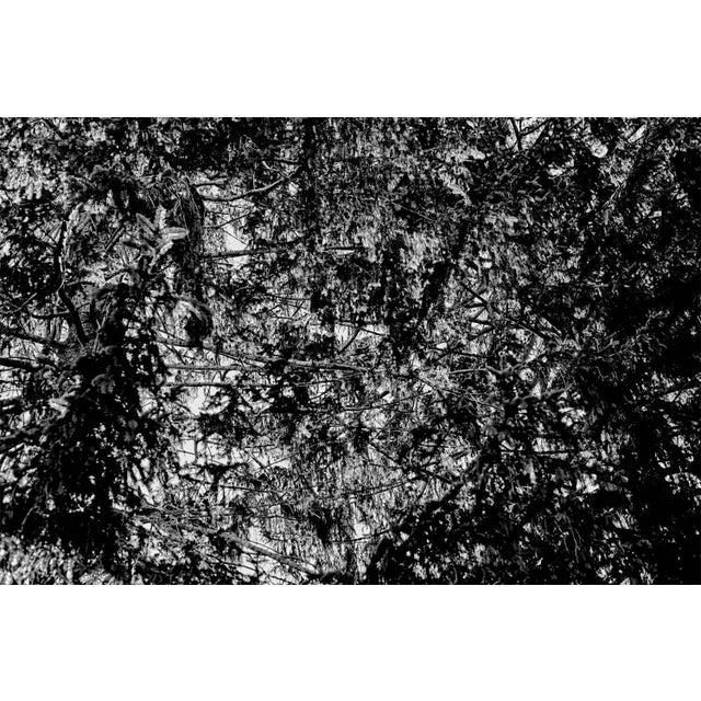 It's in the trees i' by stuart möller abstract capture of a trees in a wood.abstract landscape. An exquisite limited...