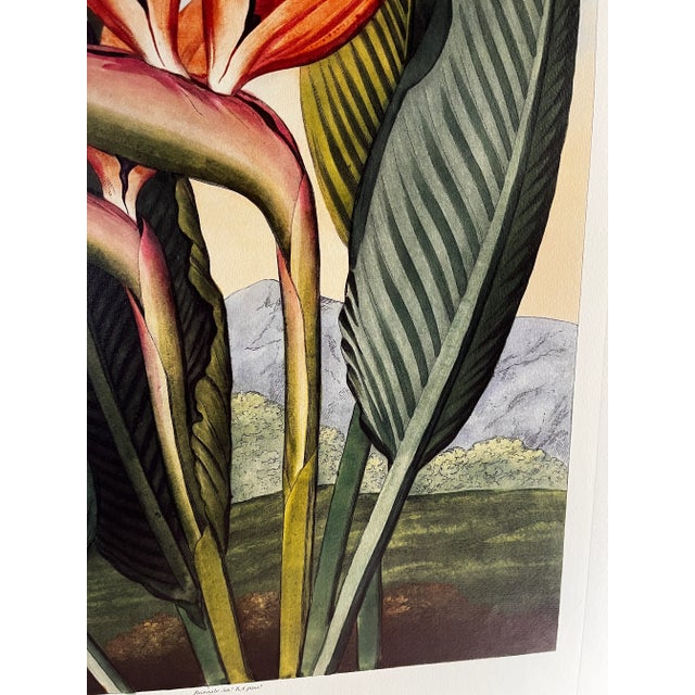 2008 Bird of Paradise Temple of Flora Print For Sale - Image 4 of 6