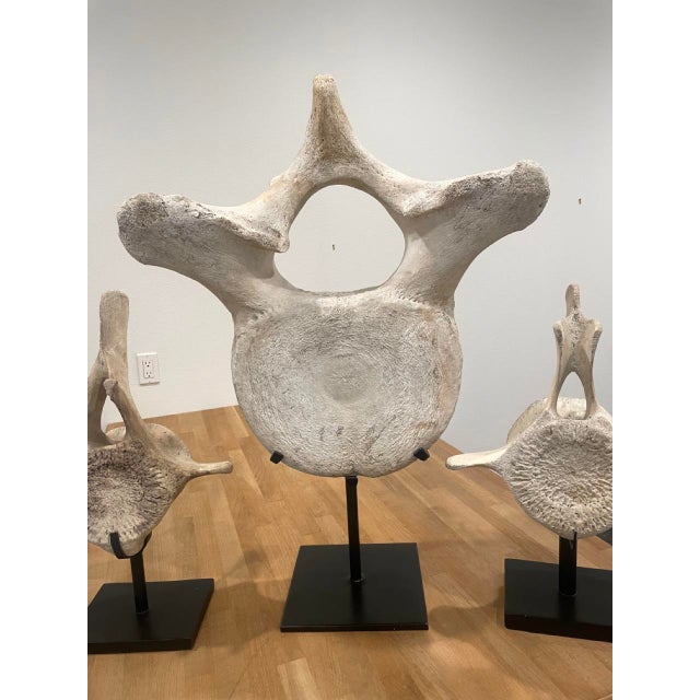 Antique White Vintage Whale Vertebrae Bones, Set of Three. For Sale - Image 8 of 8