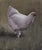 Packed With Personality by Mo Myra | Watercolor on Paper of a white chicken For Sale
