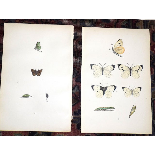 Authentic Antique 19th Century Hand Colored Butterfly Lithographs - Set of 11 For Sale In Cincinnati - Image 6 of 9