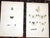 Authentic Antique 19th Century Hand Colored Butterfly Lithographs - Set of 11 For Sale In Cincinnati - Image 6 of 9