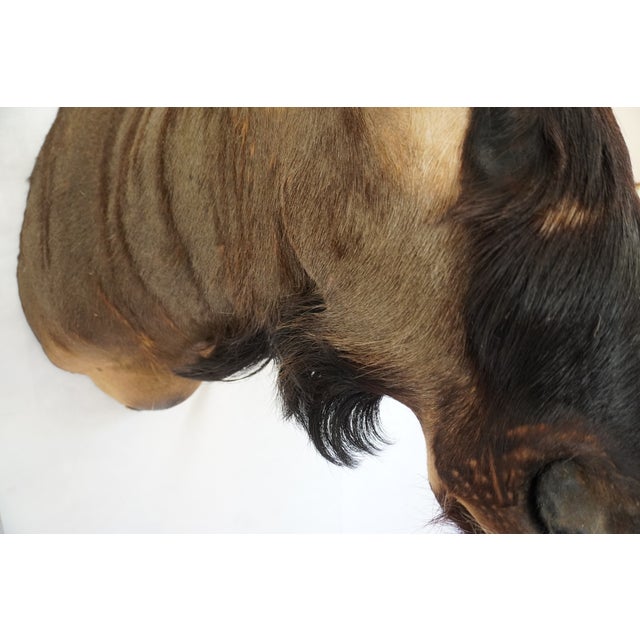 Black Wildebeest Mount Head Bust For Sale - Image 8 of 18