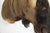 Black Wildebeest Mount Head Bust For Sale - Image 8 of 18