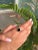 Handcrafted 925 Sterling Silver Garnet Ring With 10x8mm Oval Stone in Bezel Setting - Size 6.5 For Sale - Image 4 of 12