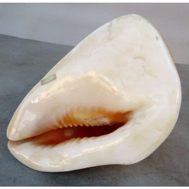 Helmet Conch Shell Specimen Chairish