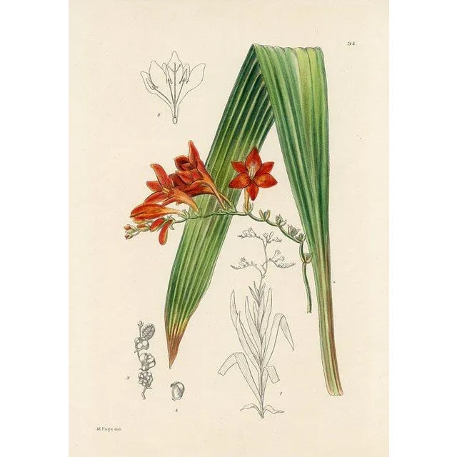 Original 1920s hand-colored botanical print of the Blazing Star (aka Tritonia). Appeared in "Flowering Plants of South...