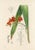 Original 1920s hand-colored botanical print of the Blazing Star (aka Tritonia). Appeared in "Flowering Plants of South...