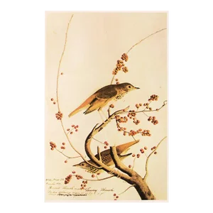 1966 Vintage Farmhouse Cottage Style Print "Hermit Thrush" After John James Audubon
