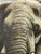 Peter Jepson (British, b.1936) African Bull Elephant at Letaba, Kruger National Park | Original Wildlife Painting c.1999 For Sale - Image 13 of 18