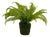 Fern Plant with Mossy Base 27"H For Sale