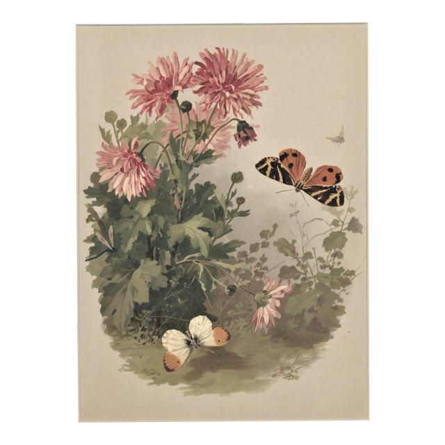 C1880 French Botanical Chromolithograph, Matted For Sale