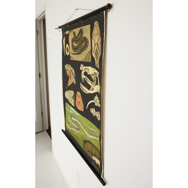 Mid 20th Century Jung-Koch-Quentell German Zoological Snake Anatomy Wall Chart, C. 1960s For Sale - Image 5 of 18