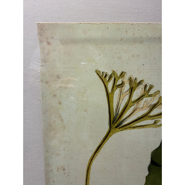 An impressive oversized botanical seaweed print by Natural Curiosities, featuring a beautifully rendered marine botanical...