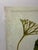 An impressive oversized botanical seaweed print by Natural Curiosities, featuring a beautifully rendered marine botanical...