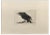 Enotrio Pugliese, Crow, Etching, 1963 For Sale