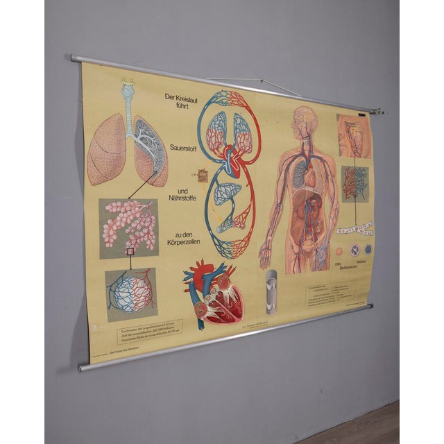 Vintage School Poster Breathing and Blood Circulation from Lehrmittelverlag Wilhelm Hagemann, 1970s For Sale - Image 10 of 14