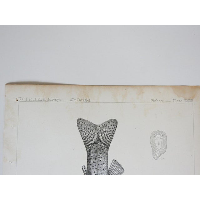 Mid 19th Century Mid 19th Century Us Pacifc Railroad Fish Lithograph Book Plates - Set of 3 For Sale - Image 5 of 9