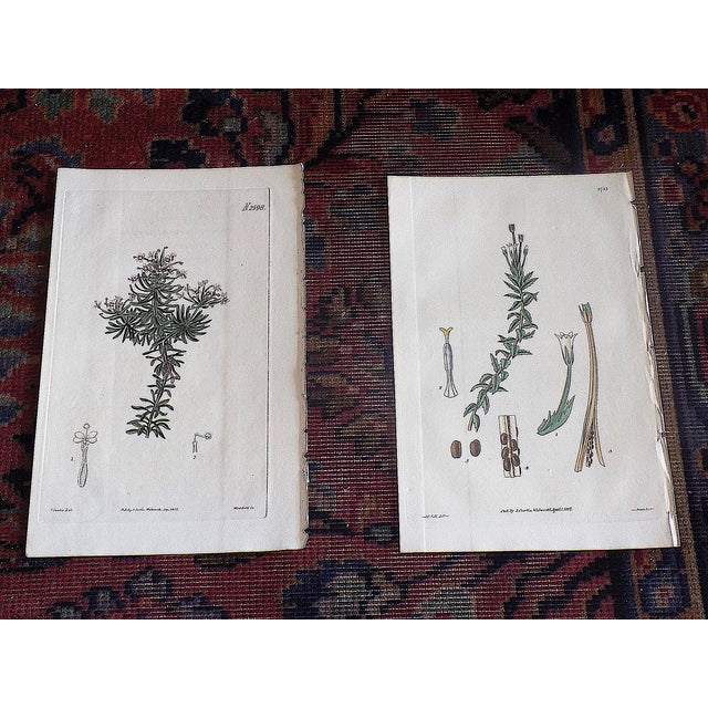 Realism Authentic Antique Early 19th Century Hand Colored Copperplate Botanical Engravings - Set of 9 For Sale - Image 3 of 8