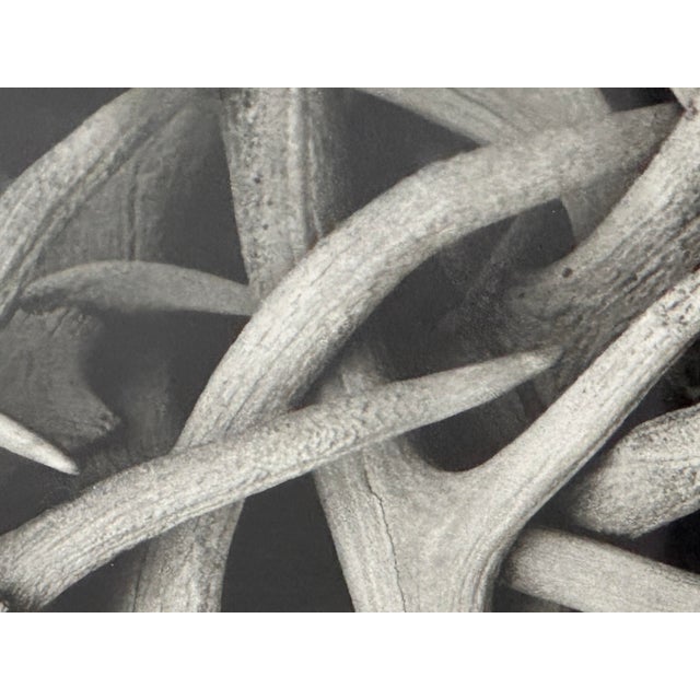 Black Contemporary Antler Study Photograph, Signed For Sale - Image 8 of 12