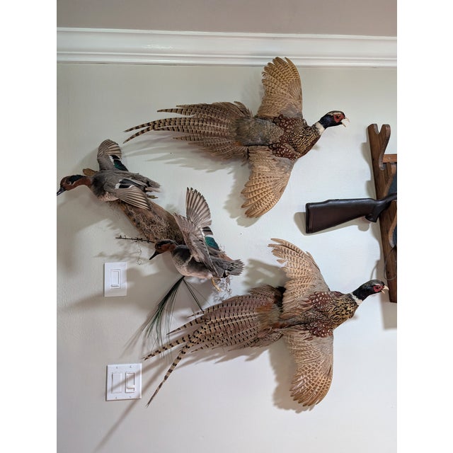 Pheasant Taxidermy For Sale - Image 4 of 4