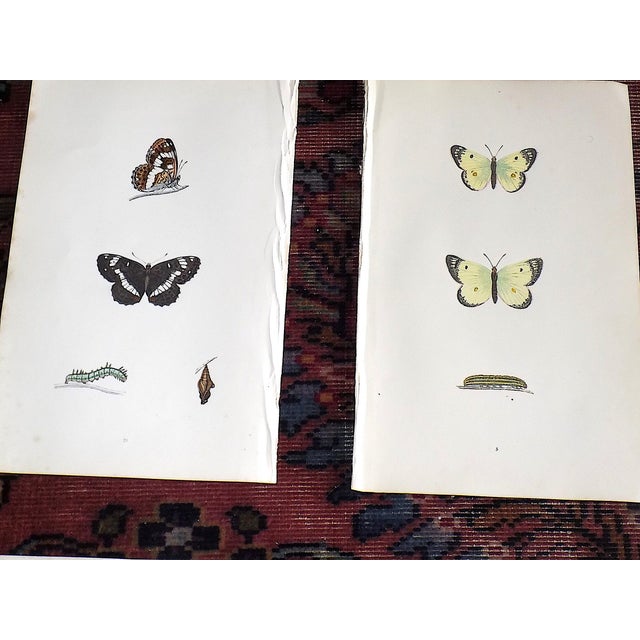 Antique 19th Century Hand Colored Butterfly Lithographs - Set of 12 For Sale - Image 4 of 12