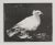 Impressionist 1980s "Pigeon" Print After Pablo Picasso For Sale - Image 3 of 5