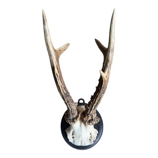1900s Roe Deer Trophy 108 Black Forest Antlers Mount For Sale