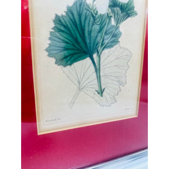 English Antique Hand Colored Botanical Engravings, a Pair, Framed For Sale - Image 3 of 9