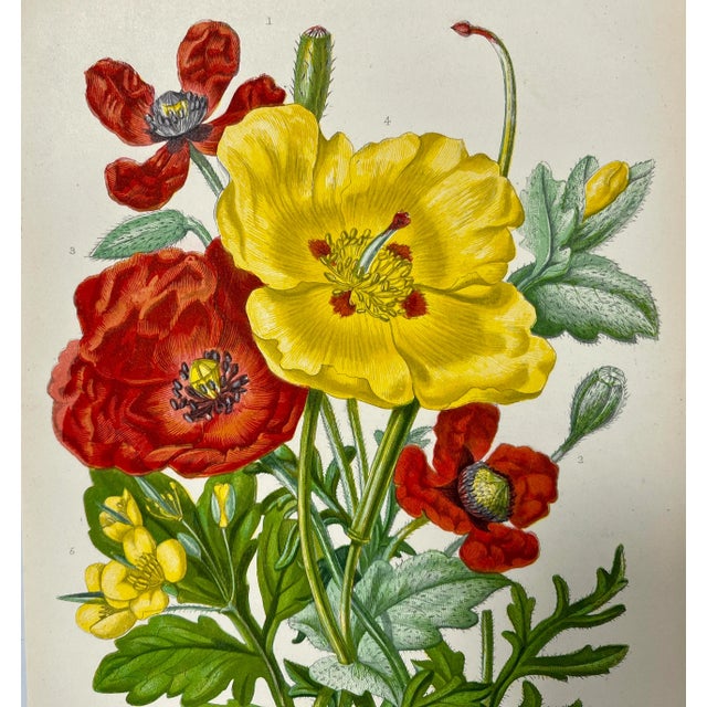 Antique Hand Colored Botanical Print/ Illustration of Various Red & Yellow Poppy Flower Varieties From England - Circa 1870 For Sale In Dallas - Image 6 of 10