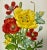 Antique Hand Colored Botanical Print/ Illustration of Various Red & Yellow Poppy Flower Varieties From England - Circa 1870 For Sale In Dallas - Image 6 of 10