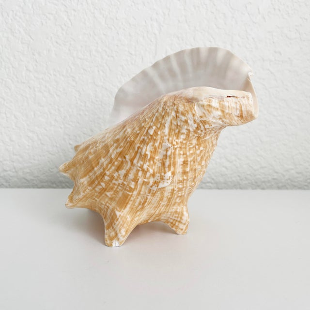 Vintage Conch Shell Accent Lamp For Sale - Image 4 of 10